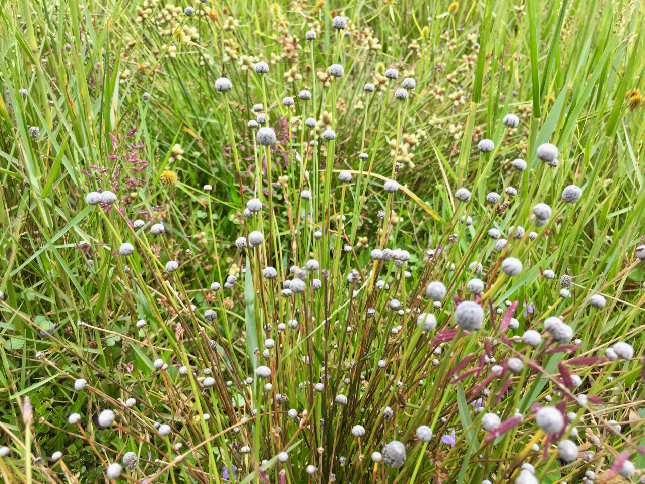 Monsoon Flowering at the Yedapalli Marsh