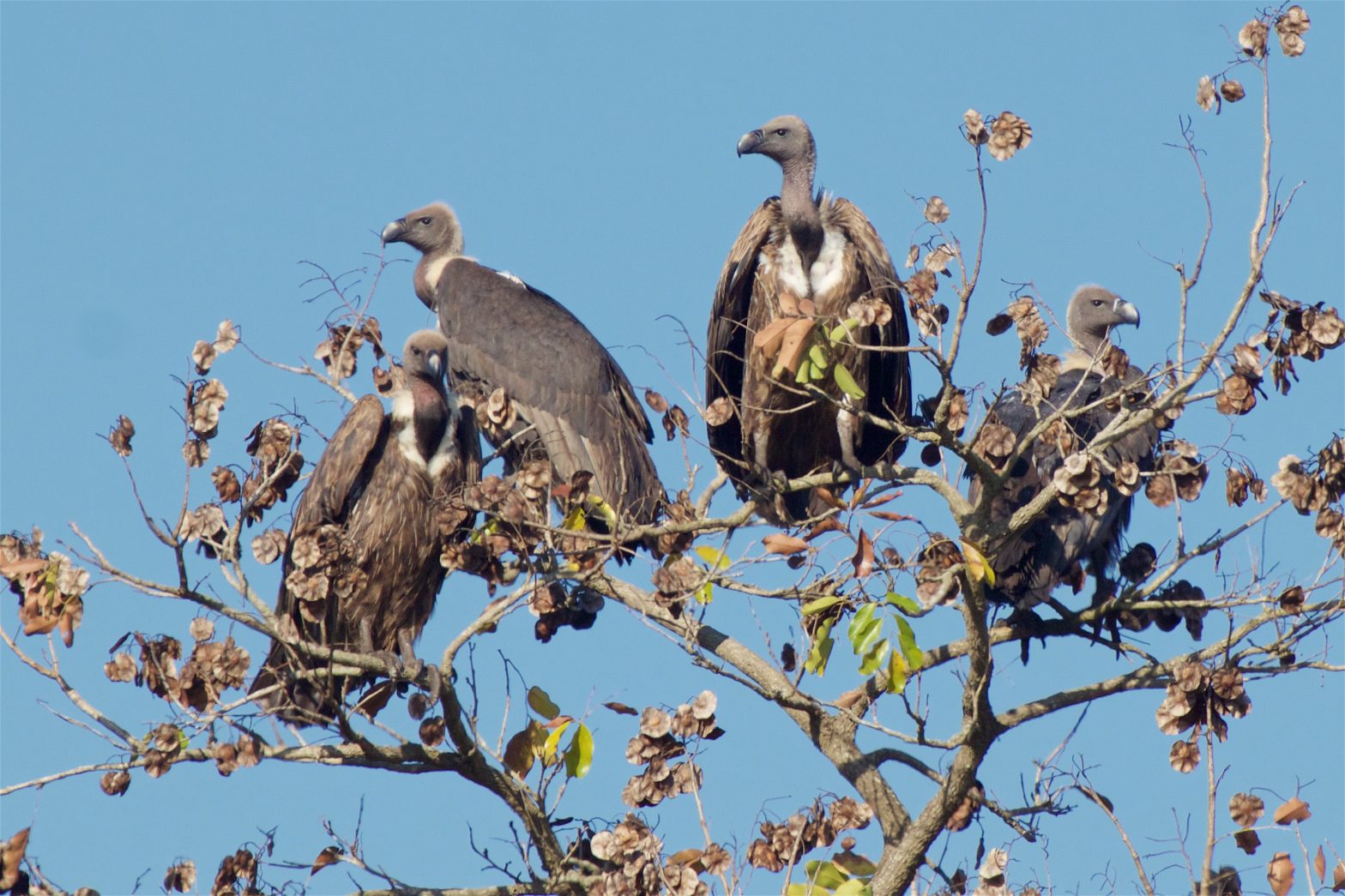 International Vulture Awareness Day 2019