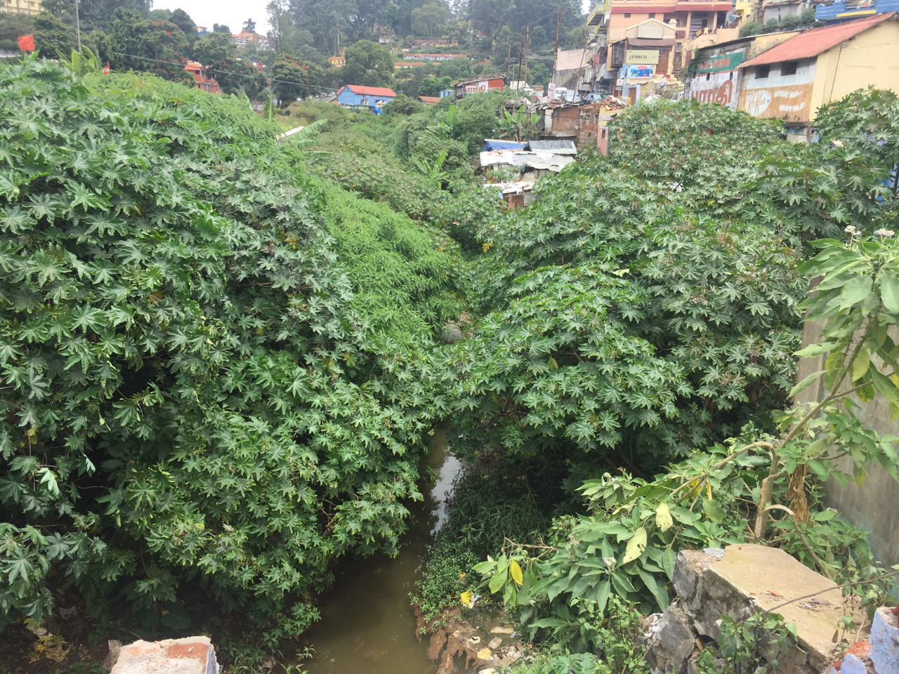 Restoring the Coonoor River, Phase-II