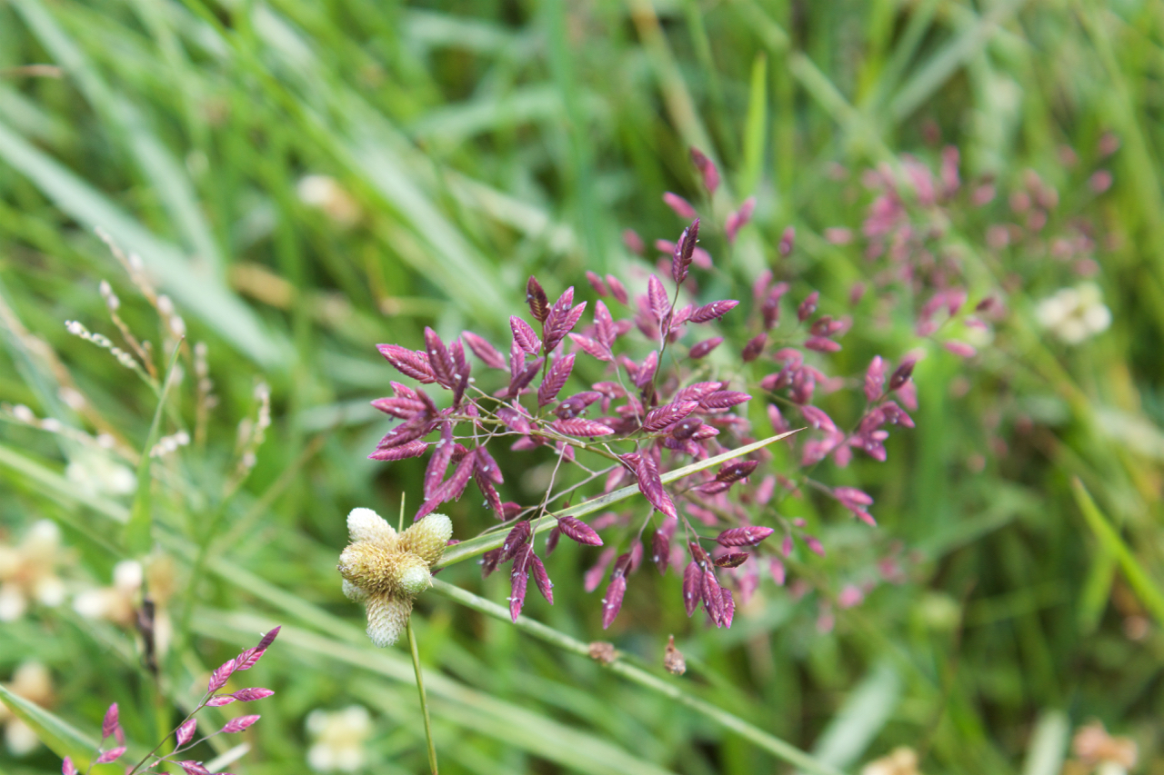 A Sedgeland in Bloom