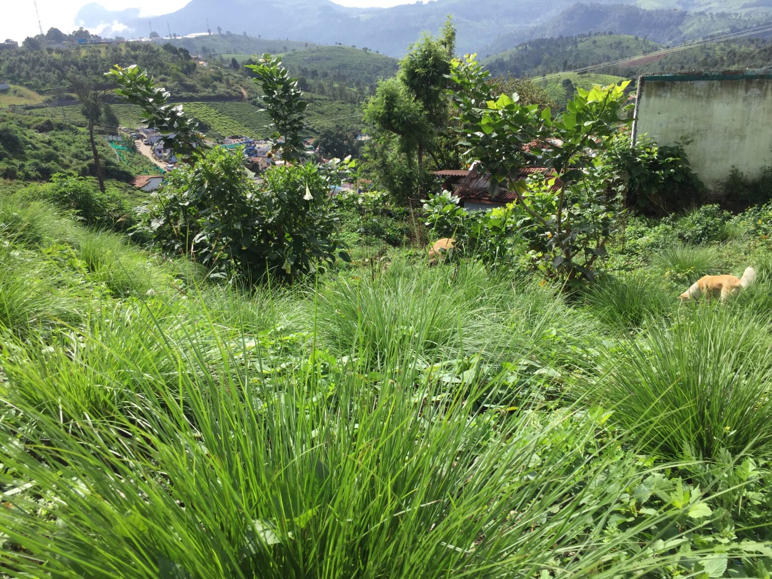 A Grassland in the making